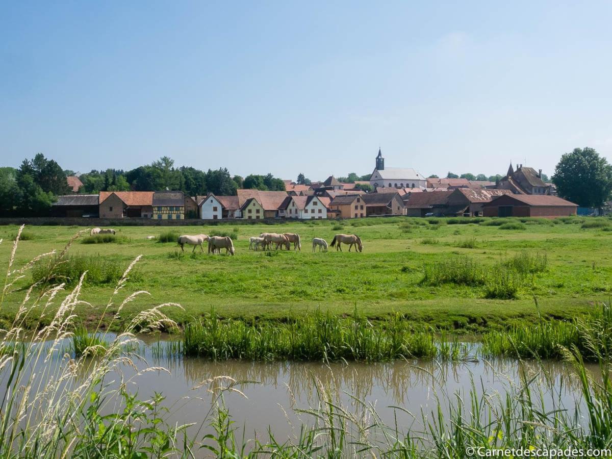 Coeur D'Alsace Colmar Vignobles Ouest Avec Terrasses Villa Wintzenheim Dış mekan fotoğraf