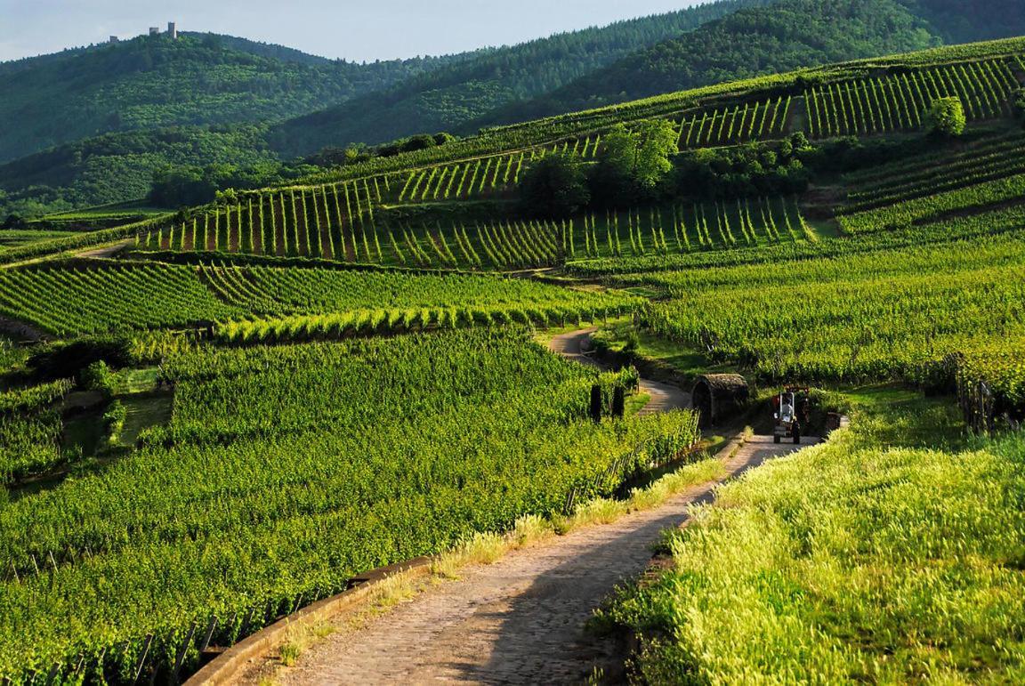 Coeur D'Alsace Colmar Vignobles Ouest Avec Terrasses Villa Wintzenheim Dış mekan fotoğraf